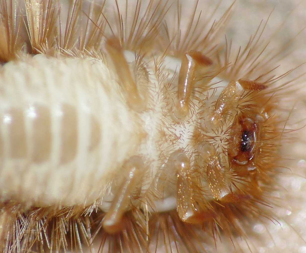 Istrice (Larva di Dermestidae)